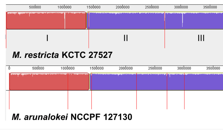 Genome of Malassezia arunalokei and Its Distribution on Facial Skin