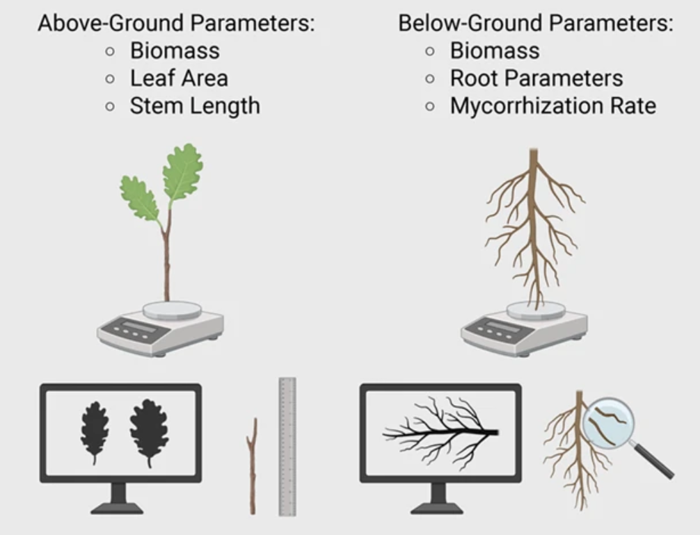 An ectomycorrhizal fungus alters developmental progression during endogenous rhythmic growth in pedunculate oak