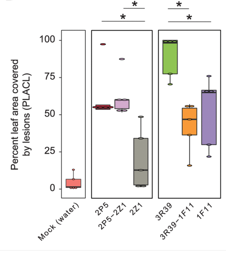 Divergent Outcomes of Direct Conspecific Pathogen Strain Interaction and Plant Co-Infection Suggest Consequences for Disease Dynamics