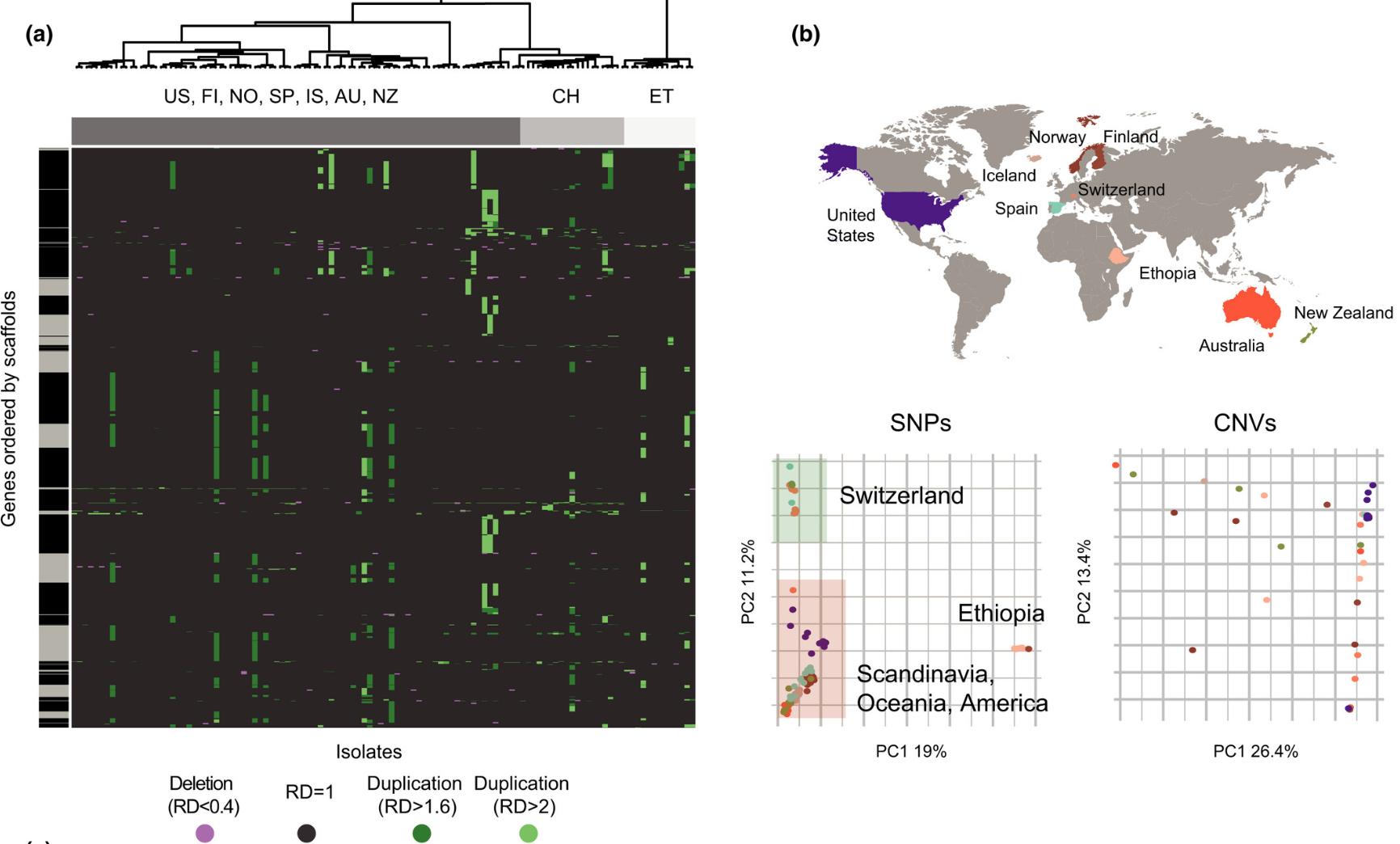The population genetics of adaptation through copy number variation in a fungal plant pathogen