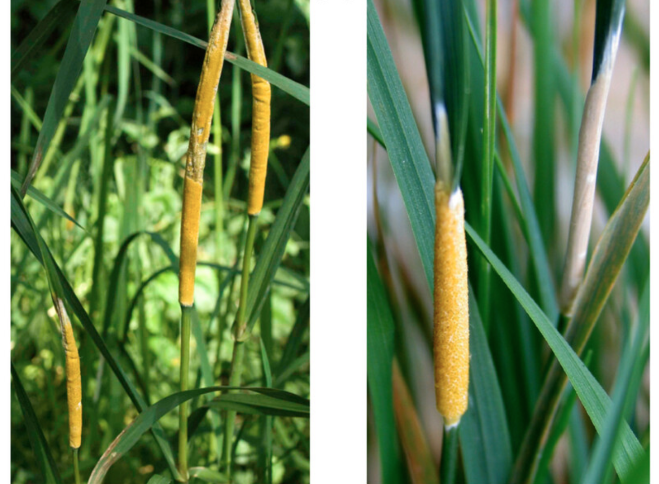 Two‐speed genomes of <i>Epichloe</i> fungal pathogens show contrasting signatures of selection between species and across populations