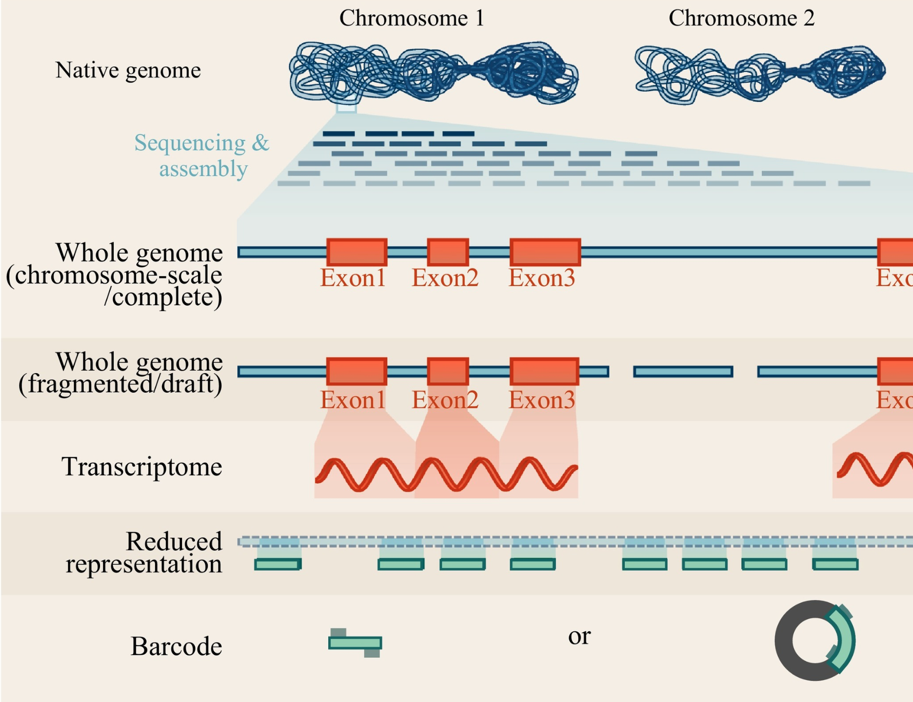 How genomics can help biodiversity conservation