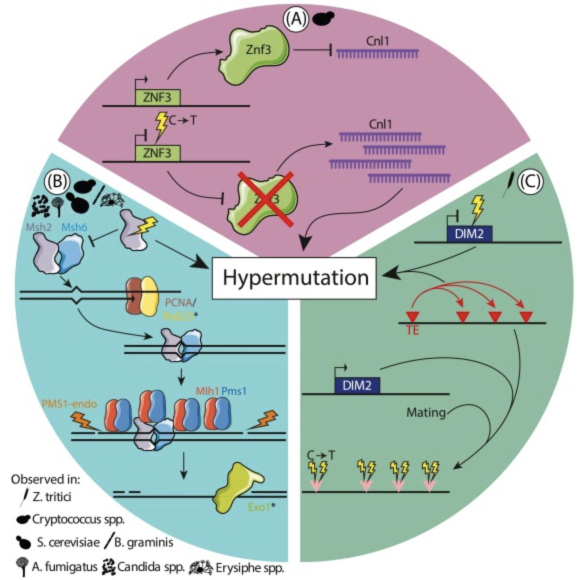 Hypermutator fungal pathogens: from threat to meltdown