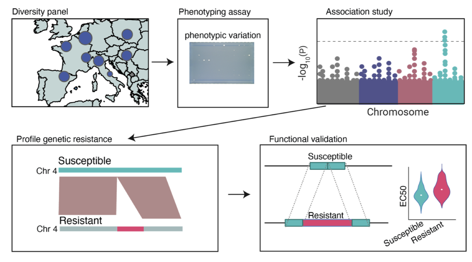 A pangenomics-enabled platform for the high-throughput discovery of antifungal resistance factors in crop pathogens