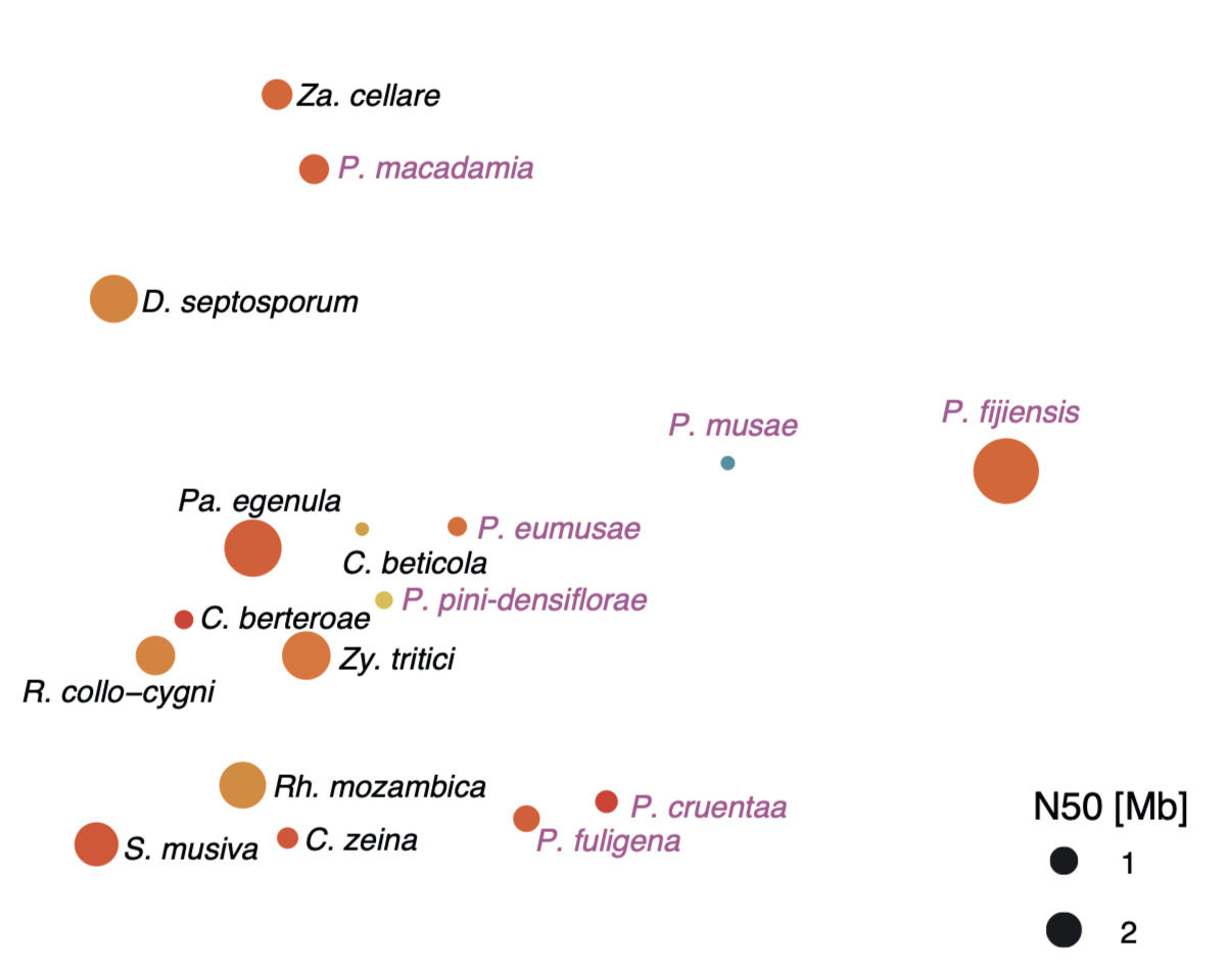 Massive proliferation of retrotransposons contributes to genome size expansion in species of the <i>Pseudocercospora</i> genus