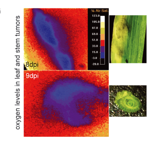 Organic acids and glucose prime late-stage fungal biotrophy in maize