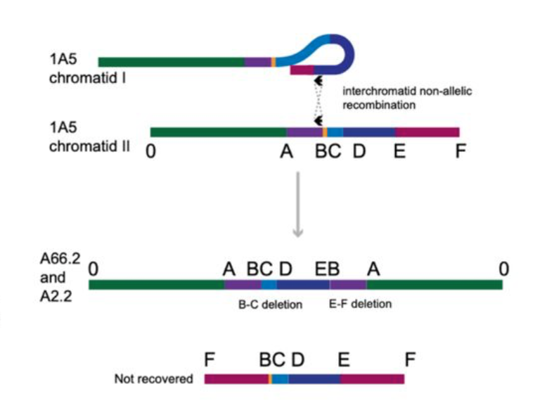Recurrent Chromosome Destabilization Through Repeat-Mediated Rearrangements in a Fungal Pathogen