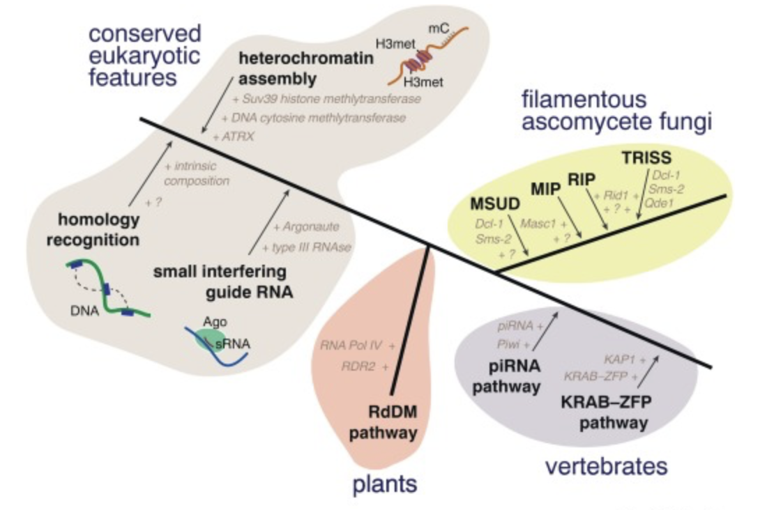 The fungal RIP hypermutator mechanism has deep eukaryotic roots