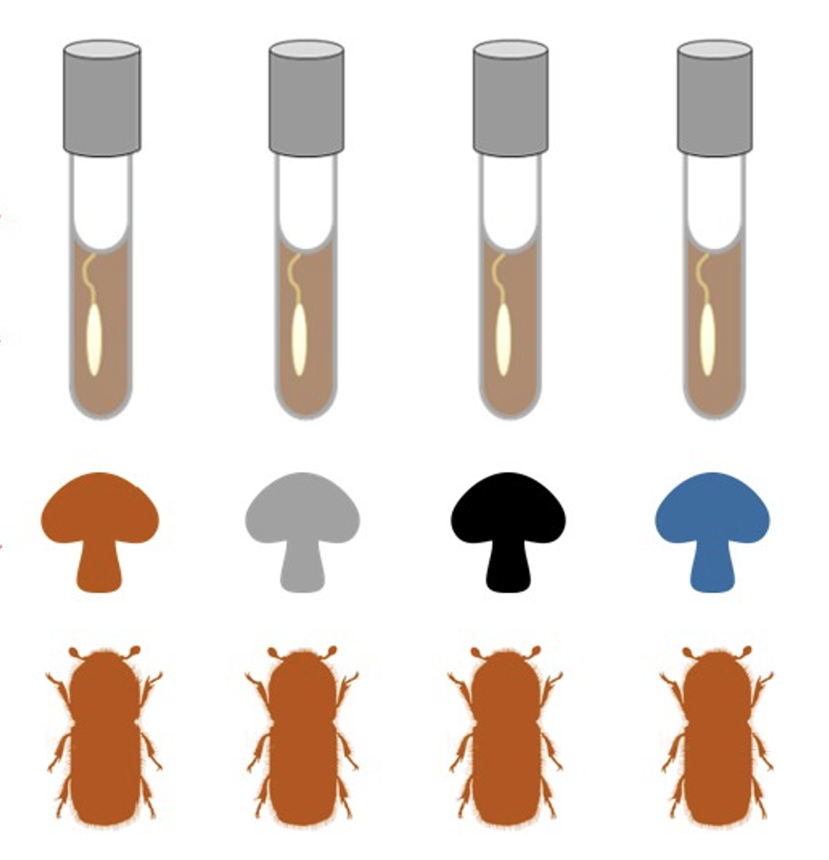 Postdoc - Beetle-fungus co-invasion genomics