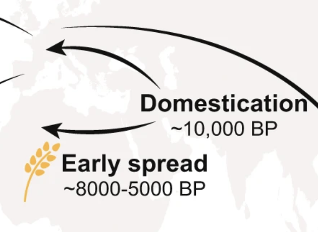 Postdoc - Fungal population genomics