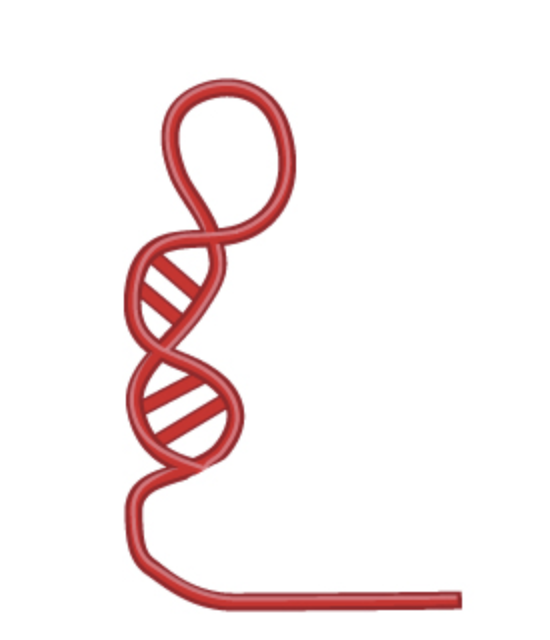 Postdoc - Evolution of cross-kingdom RNA crosstalk