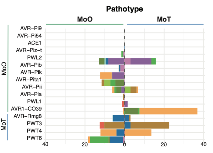 Transposable elements create distinct genomic niches for effector evolution among<i>Magnaporthe oryzae</i>lineages
