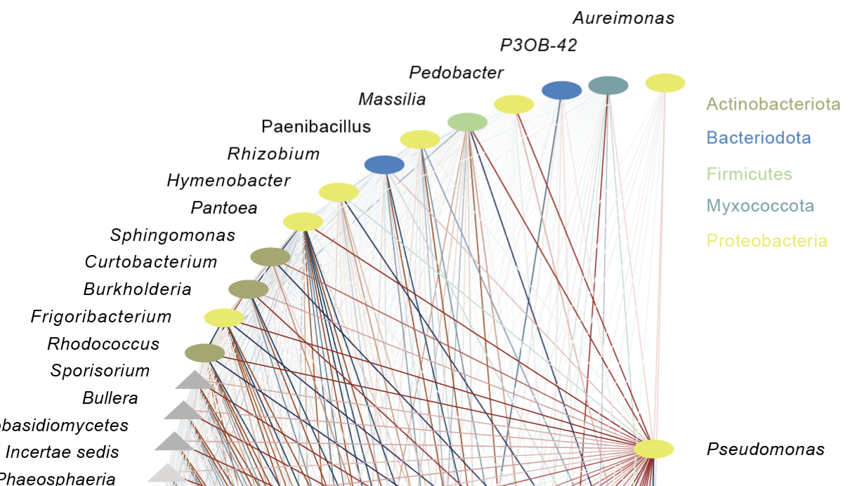 High-resolution microbial network analysis defines biocontrol consortia in the wheat phyllosphere