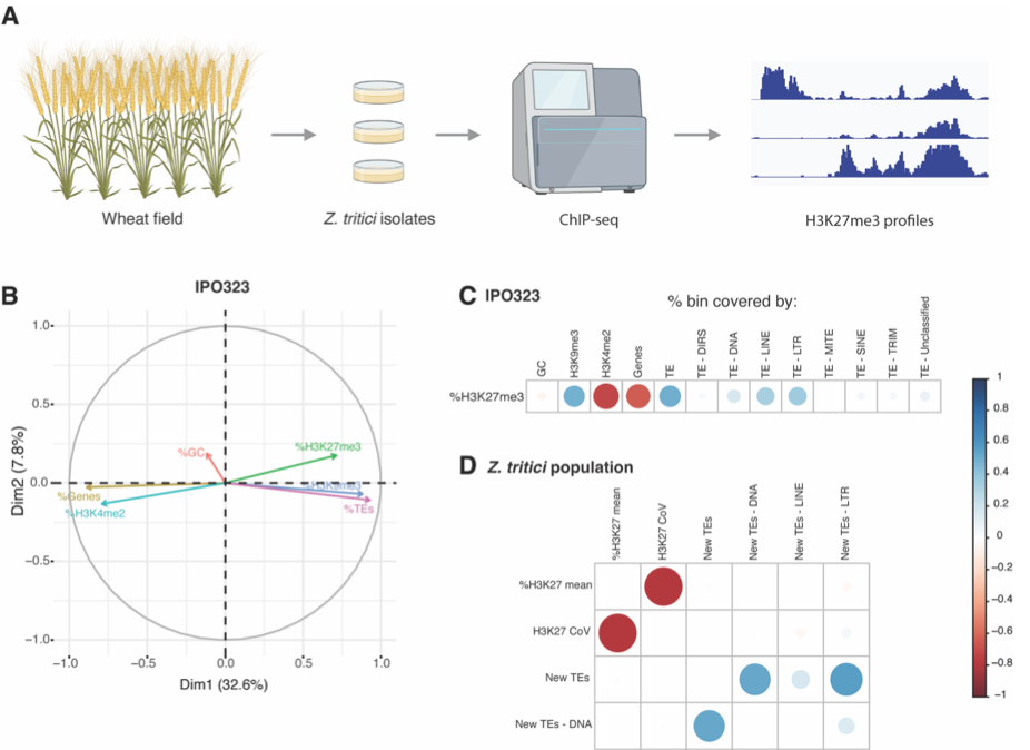 Intra-population variability in genome-wide repressive histone marks underpins differential gene expression in a fungal wheat pathogen