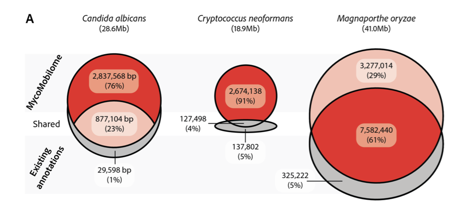 MycoMobilome: A community-focused non-redundant database of transposable element consensus sequences for the fungal kingdom
