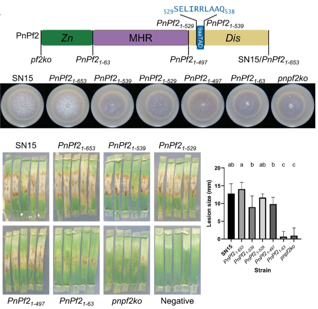 A conserved fungal transcription factor domain drives protein-protein interactions and necrotrophic effector-mediated virulence in
                  <i>Parastagonospora nodorum</i>