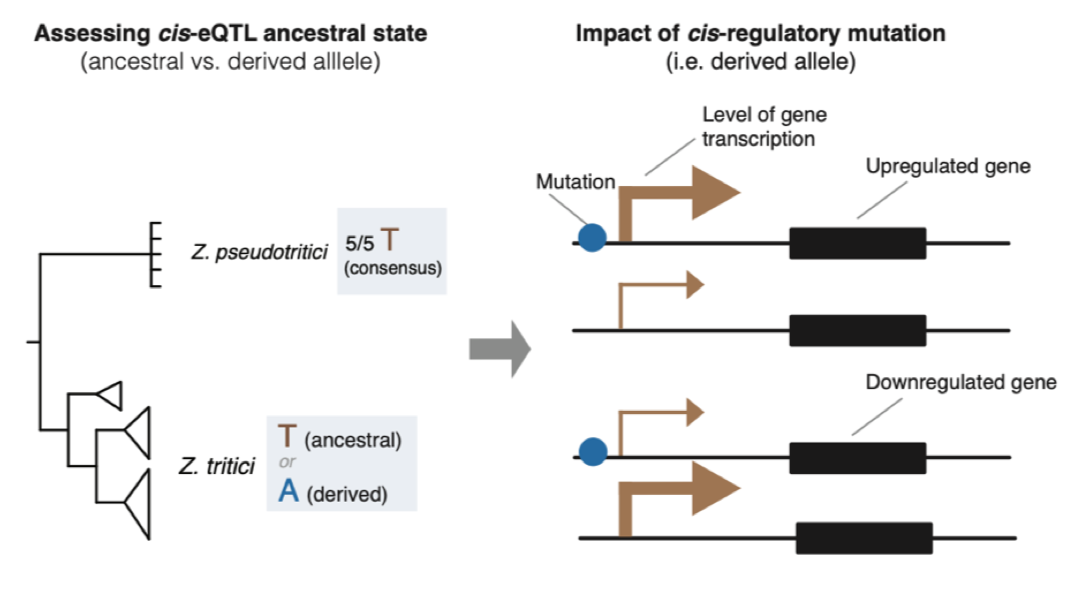 Downregulation is the dominant effect of new regulatory mutations in a fungal pathogen