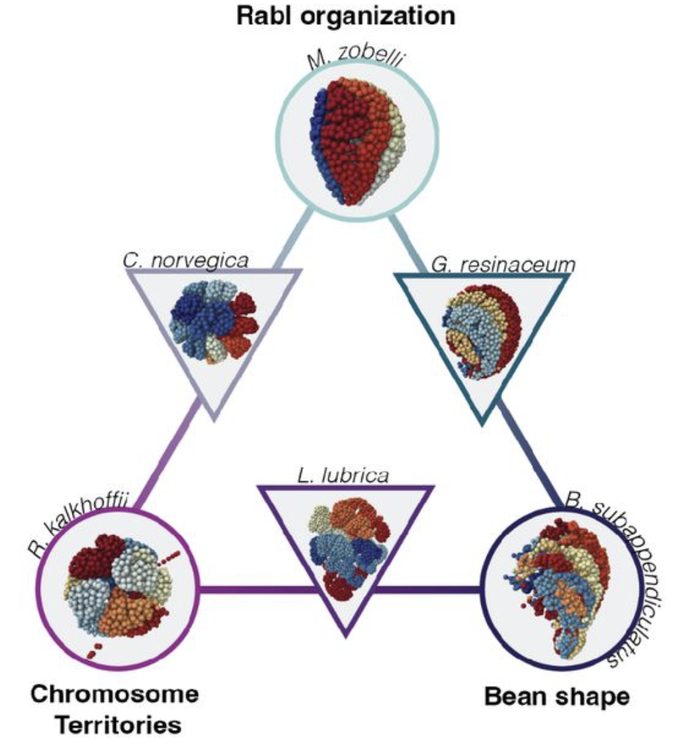 Comparative analyses reveal rapid turnover and emergence of transitory 3D genome architectures in the fungal kingdom