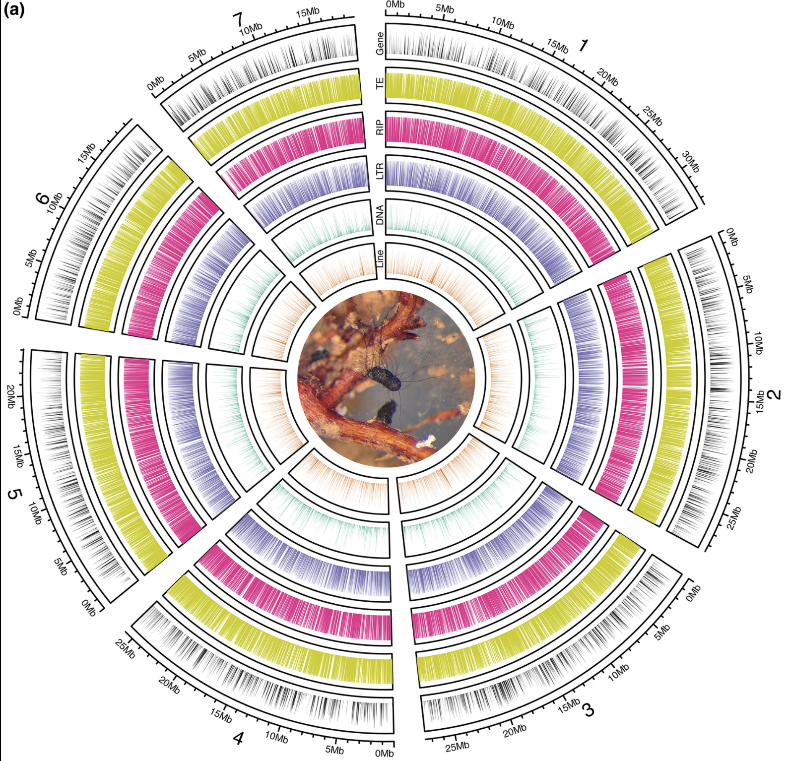 Chromosome-scale Genome Assembly of the Most Abundant Ectomycorrhizal Fungus
                    <i>Cenococcum Geophilum</i>
                    Reveals Massive TE Expansion and RIP Defense Mechanism