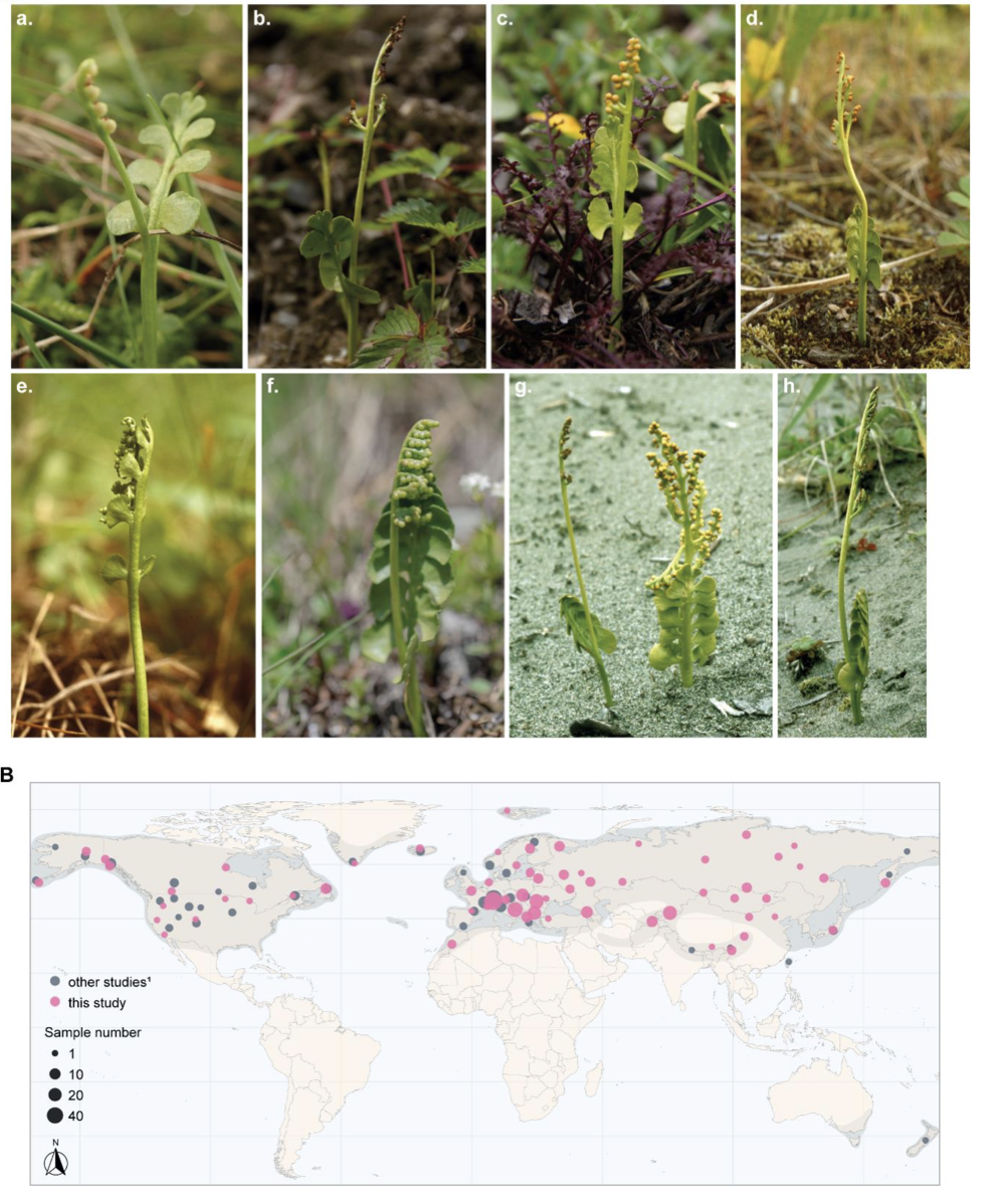 Global diversification of the common moonwort ferns (<i>Botrychium lunaria</i> group, Ophioglossaceae) was mainly driven by Pleistocene climatic shifts