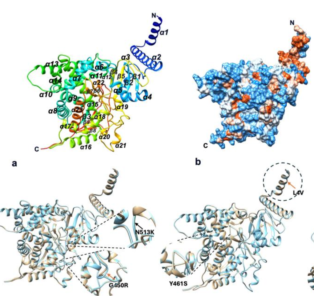 Discovery of globally rare CYP51 mutations associated with azole resistance in Iranian Zymoseptoria tritici isolates