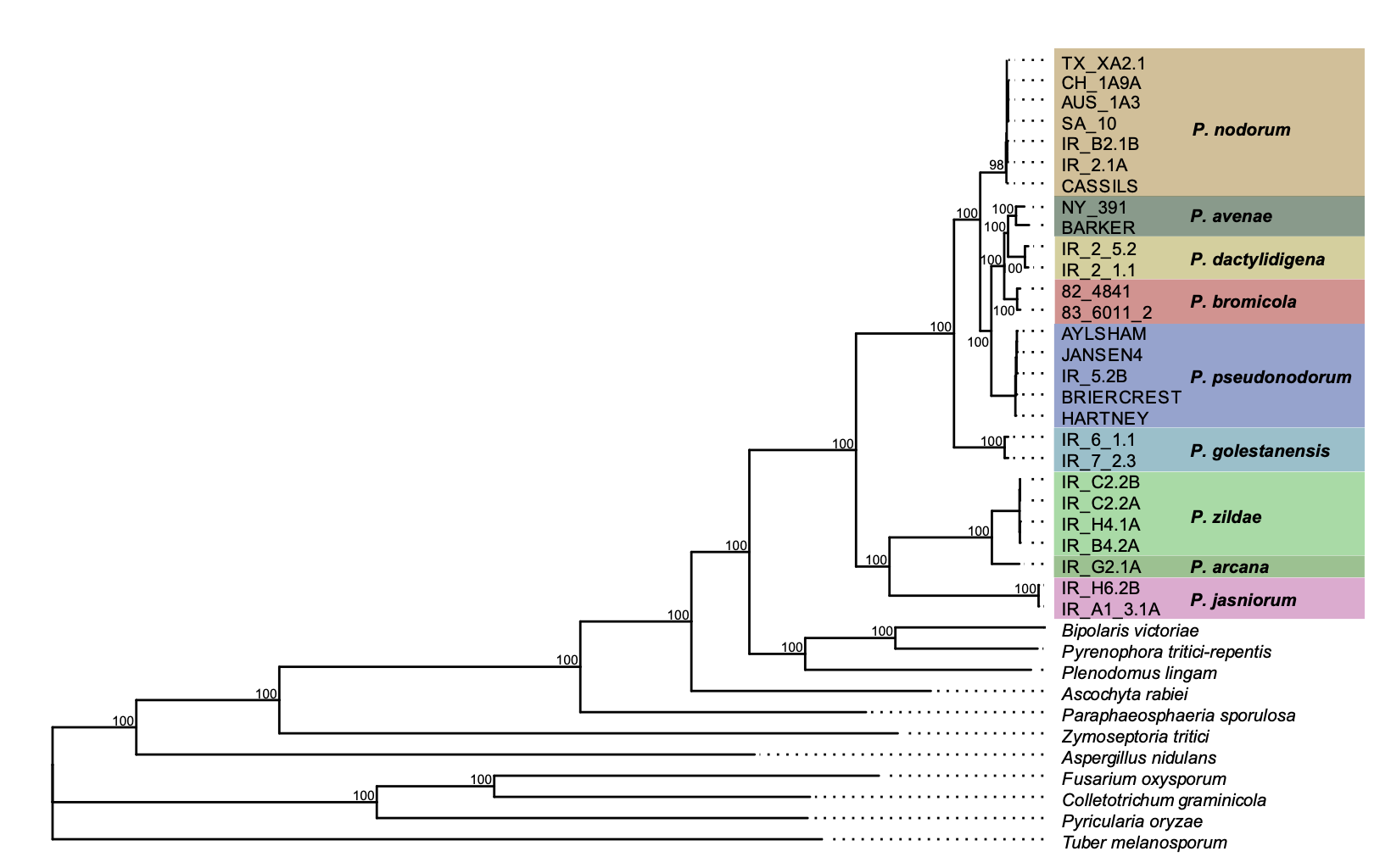 Genome-scale phylogenies reveal relationships among Parastagonospora species infecting domesticated and wild grasses