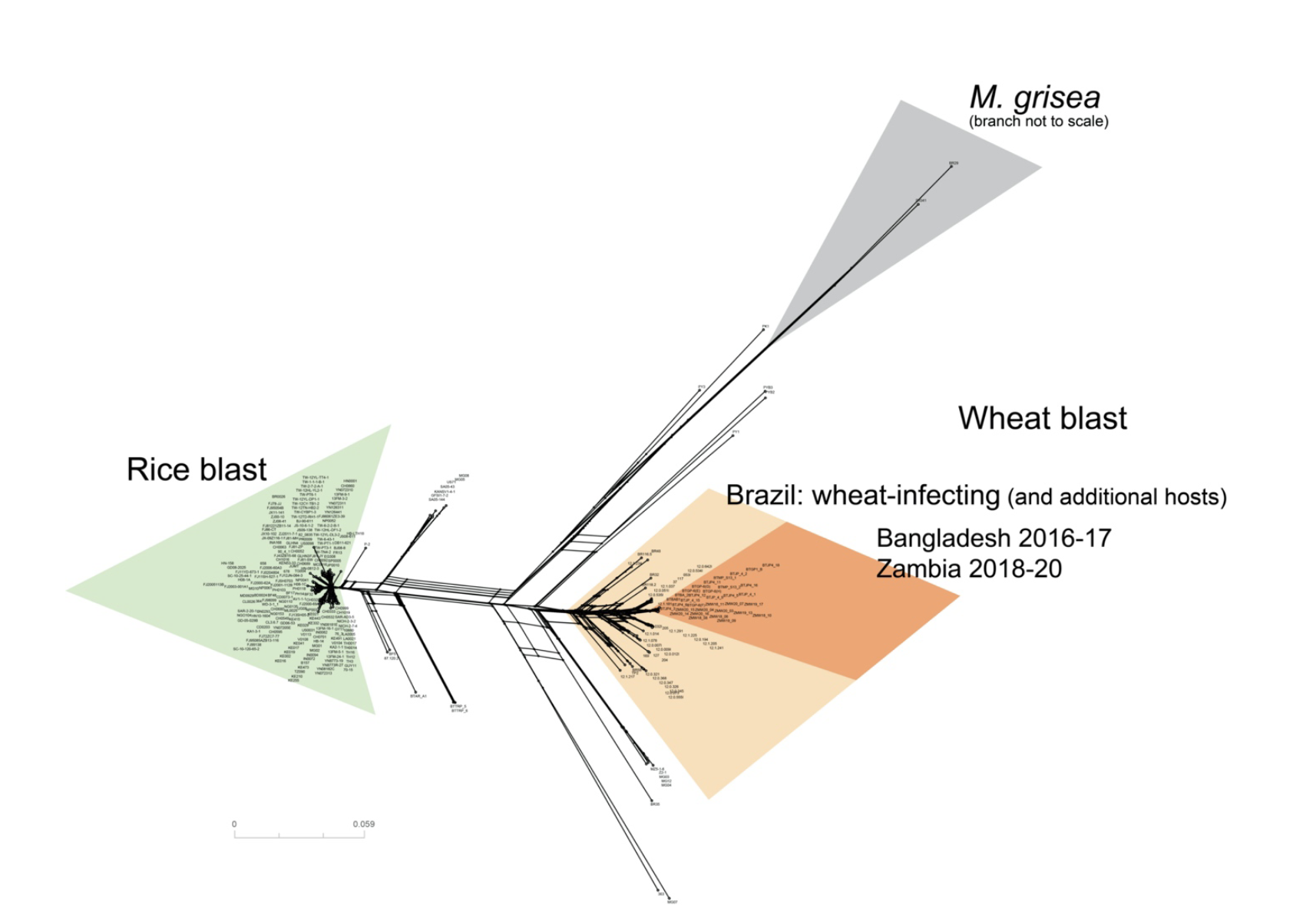 Whole-genome analyses of 286 Magnaporthe oryzae genomes suggest that an independent introduction of a global pandemic lineage is at the origin of the Zambia wheat blast outbreak