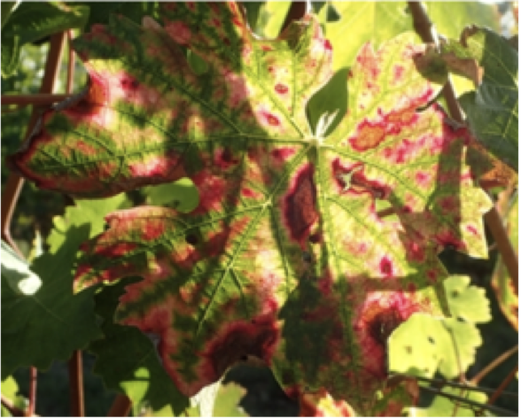A systemic approach allows to identify the pedoclimatic conditions most critical in the susceptibility of a grapevine cultivar to esca/Botryosphaeria dieback