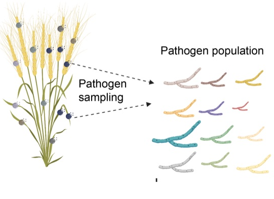 The genetic basis of crop pathogen emergence