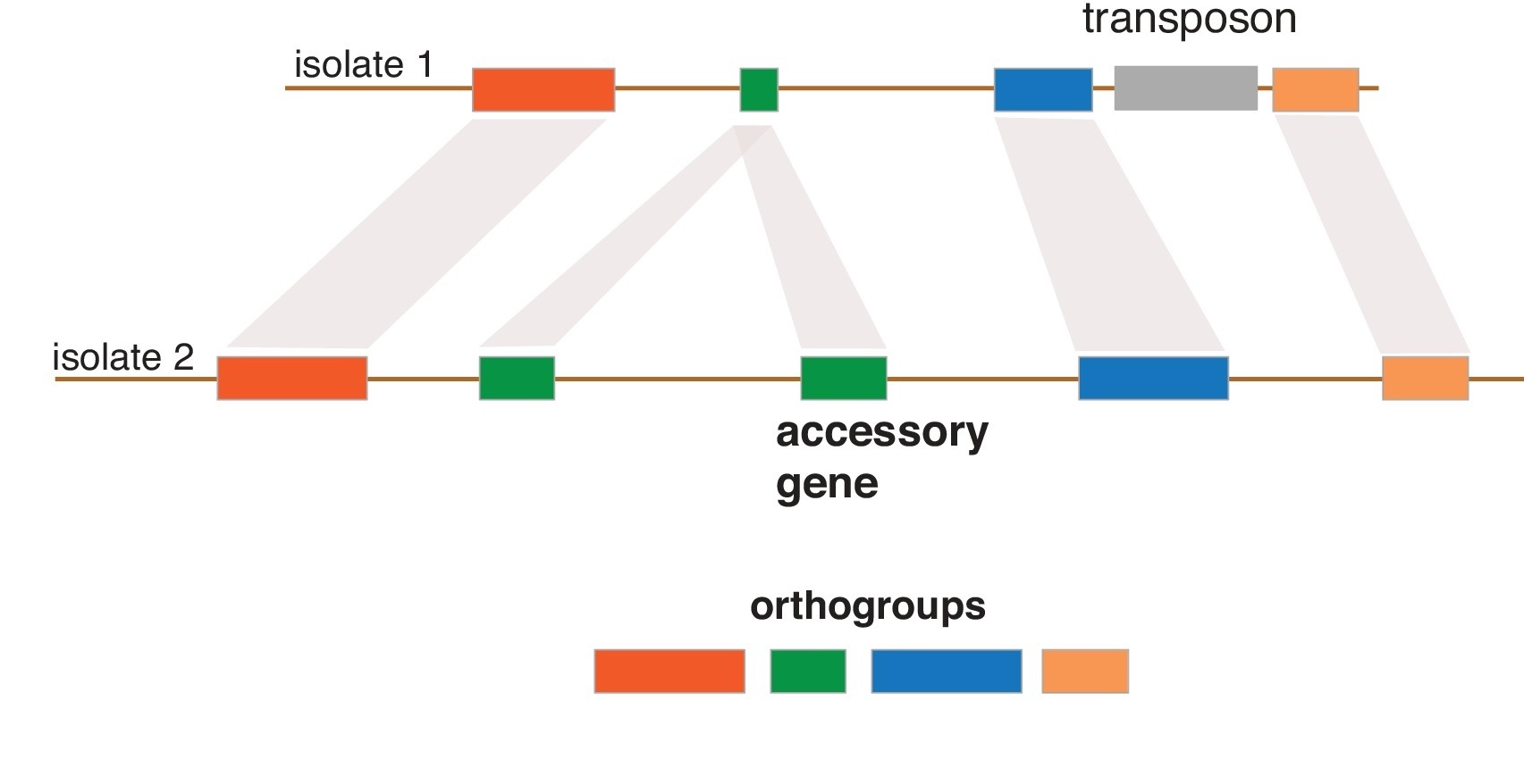 The evolution of genome architecture and pangenomes