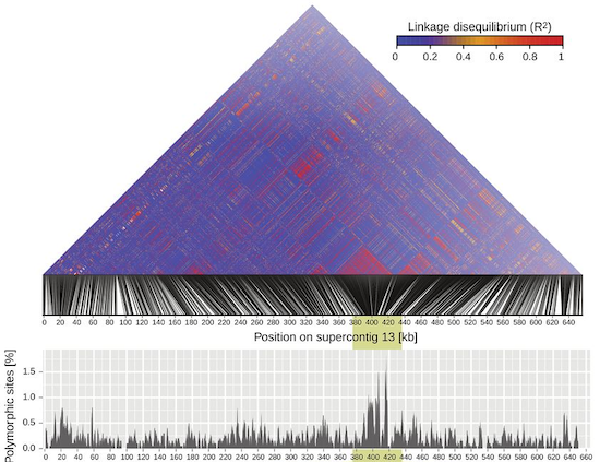 Population genomics of human pathogenic fungi