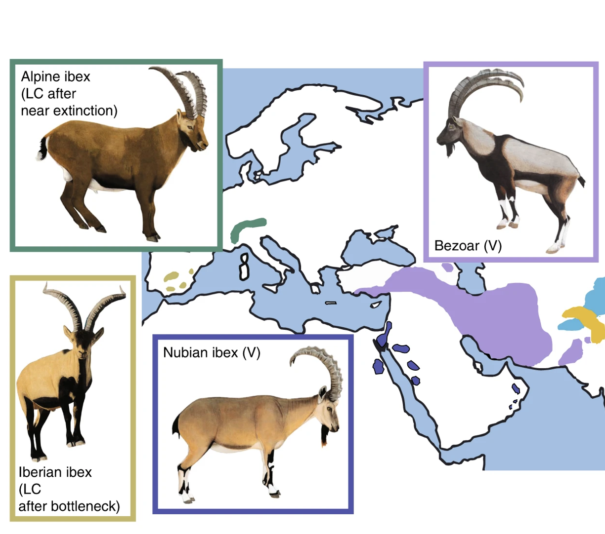 Evolutionary genetics of major population bottlenecks